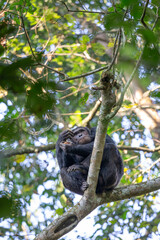pan troglodytes chimps, robust chimps