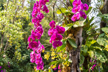 tree with flowers orchid air root on surface