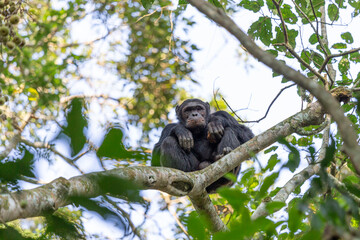 pan troglodytes chimps, robust chimps