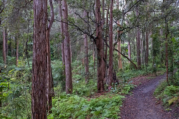 raining in the bush - Wahroonga - Sydney - Australia