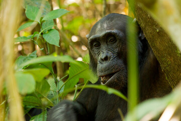 common chimpanzee in Mahale NP at Lake Tanganyika in Tanzania