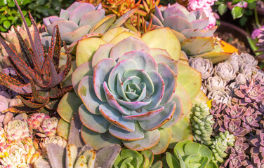 Miniature succulent plants (succulent cactus) at the garden