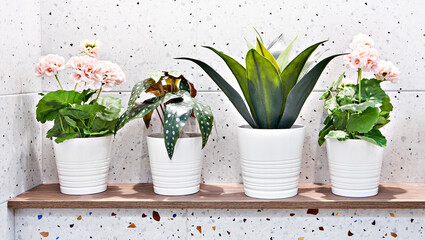 Indoor plants with flowers in pots