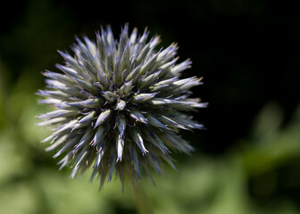 Southern Globe thistle (Echinops sphaerocephalus) with dark background and selective focus.