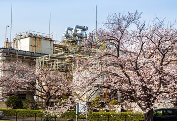 満開の桜と工場