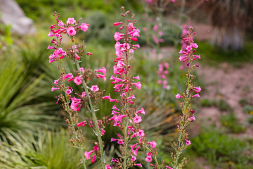 Desert Botanical Garden is a 140-acre botanical garden located in Papago Park, at 1201 N. Galvin Parkway in Phoenix, central Arizona.