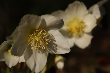 白いクリスマスローズ