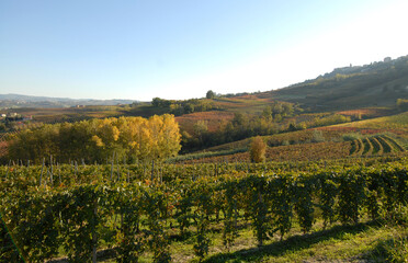 Fototapeta na wymiar Autumn in the Langhe of Piedmont is a marvel of warm colors with the yellow leaves of the vineyards and the hills in warm autumn colors.