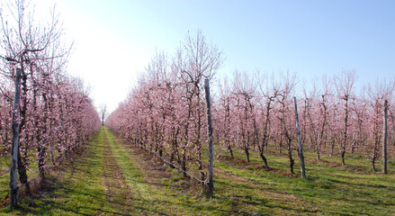 The beautiful pink peach blossom in March in Piedmont.