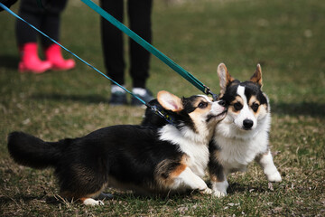 Two Pembroke Welsh corgi puppies on a walk in the park. Tricolor little English shepherds walk around and get to know each other in a friendly way. Corgi meeting in the clearing.