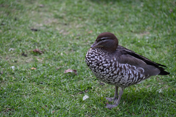 A small Australian wood duck standing in a grassy area