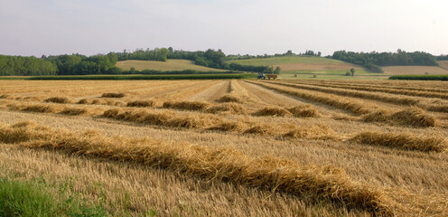 Golden field of wheat in June while the summer wind blows on the hills of Piedmont and on the ears of wheat.