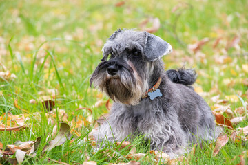 Naklejka na ściany i meble Portrait of a beautiful bearded gray miniature schnauzer dog lying in the grass on the lawn, selective focus.