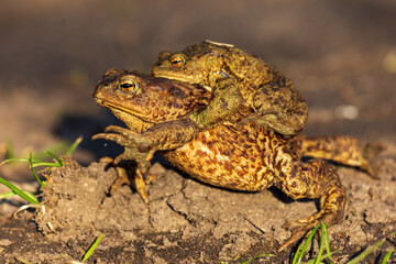 gray toads during the mating season in the evening, side view
