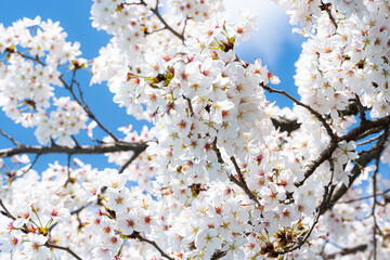 cherry blossom in spring