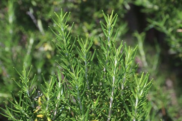 Rosemary herb bush (Rosmarinus officinalis)