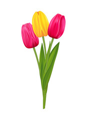 Bouquet of pink and yellow tulips, spring flowers, on white background, for decoration of postcards, booklets, flyers.
