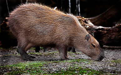 Capybara on the lawn. The biggest modern rodent. Latin name - Hydrochoerus hydrochaeris	
