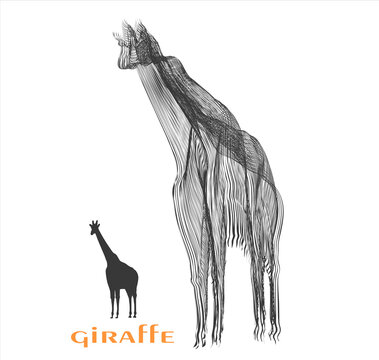 giraffe and horse