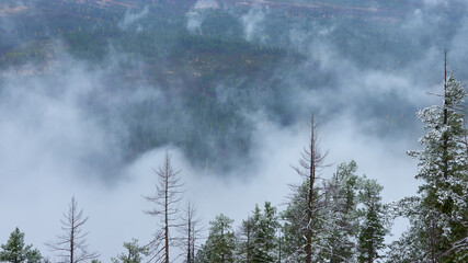 View to the foggy forest in the valley from Green Ridge Lookout in the US Pacific Northwest, Oregon.