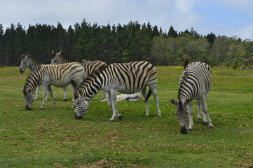 Fototapeta na wymiar Zebras at lunch