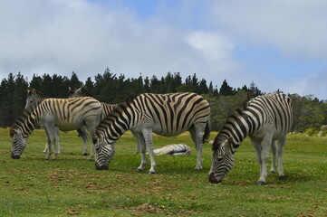 Fototapeta na wymiar Zebras landscape