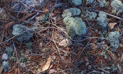Deer moss, twigs and pine needles on the forest floor along the pine beach trail in Bon Secour National Wildlife Refuge in Gulf Shores, Alabama, USA