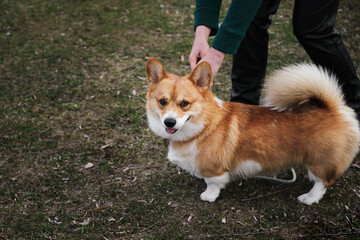 Naklejka na ściany i meble Welsh corgi Pembroke on walk with owner. A woman releases a red corgi puppy from a leash so that it can run and frolic. Dog training in the fresh air.