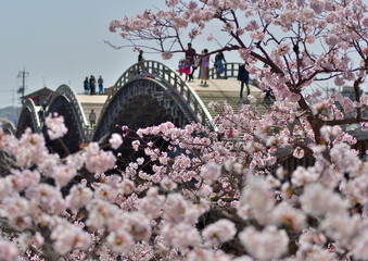 錦帯橋を観光する人々と満開の桜