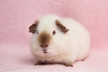 The guinea pig sits on a pink background.