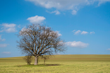 Lonely tree in an endless wheat field in spring