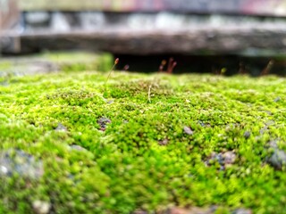 moss background on red bricket wall