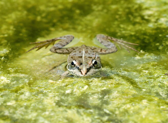 Frog swims in pond and looks into the camera.