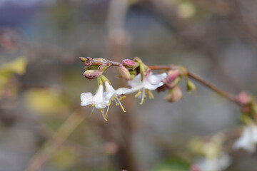 Winter flowering honeysuckle