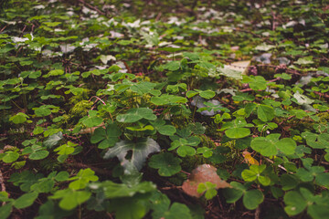 clover on the ground