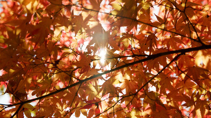 紅葉最盛期の紅葉。逆光で太陽を撮影。日本の秋の代表的な風景。