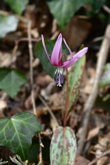 Dogs tooth violet