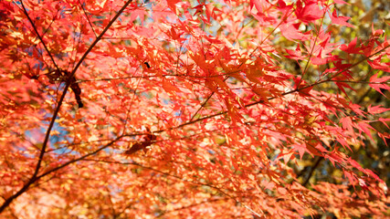 紅葉最盛期の紅葉。日本の秋の代表的な風景。