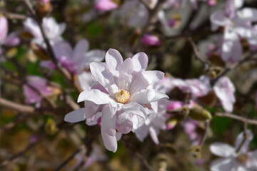 Fototapeta na wymiar Star magnolia
