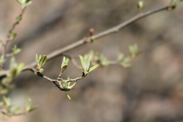 Autumn olive