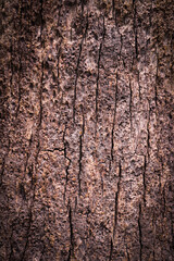Old wood cracked texture, Seamless tree bark texture, Endless wooden background for web page fill or graphic design.	