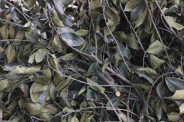 A picture of the many leaves withered.