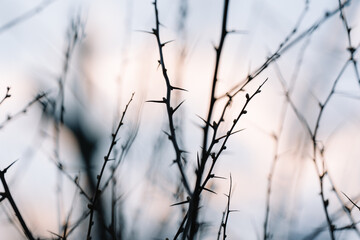 branches of a tree with spines in winter