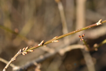 Weeping forsythia
