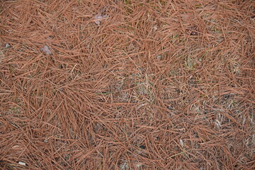 Pine Needles