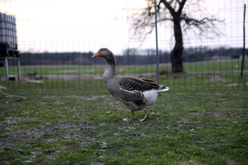 Gąska chodzi po zielonej trawie gęsior gęś © Tymoteusz