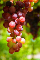 Racimos de uvas rojas en la parra madurando para su recolección