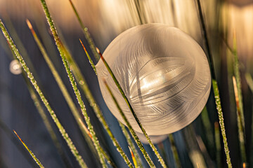 Golden frozen bubble.