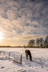 Grazing horse in the snow when the sun rises with beautiful soft yellow light.