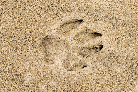 Footprint of a dog in the sand